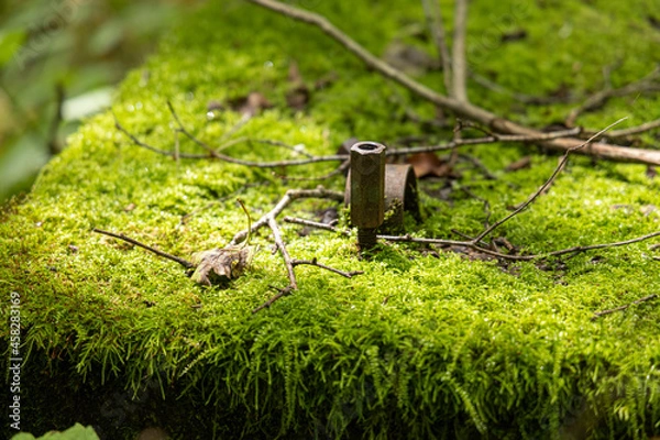 Obraz 苔とボルト
