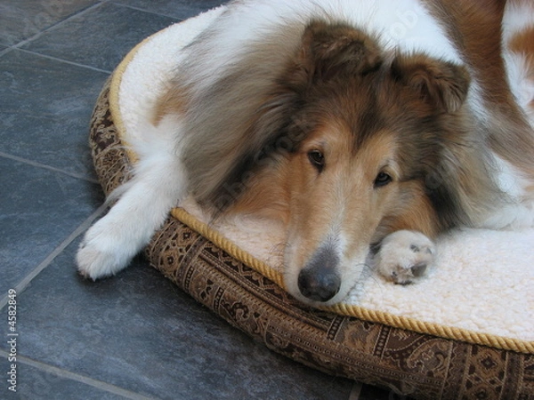 Obraz Collie Dog on Dog Bed