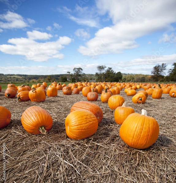 Obraz Pumpkins on display in the Fall