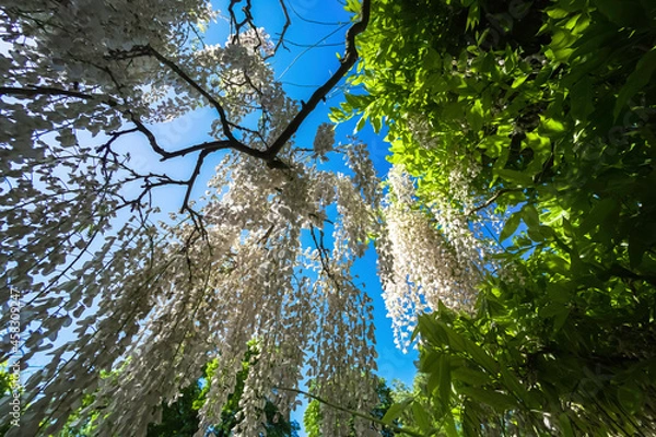 Obraz tree in the forest