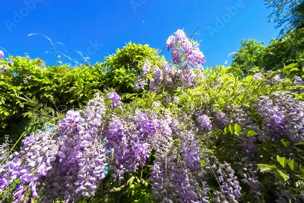 Obraz flowers in the garden
