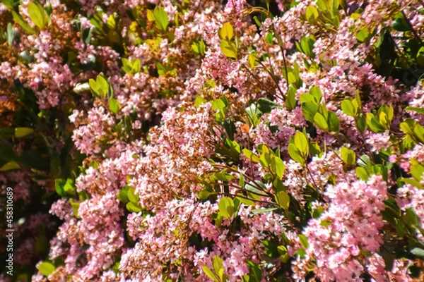 Obraz pink and white flowers