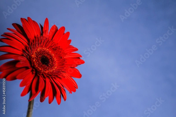Obraz red gerbera flower