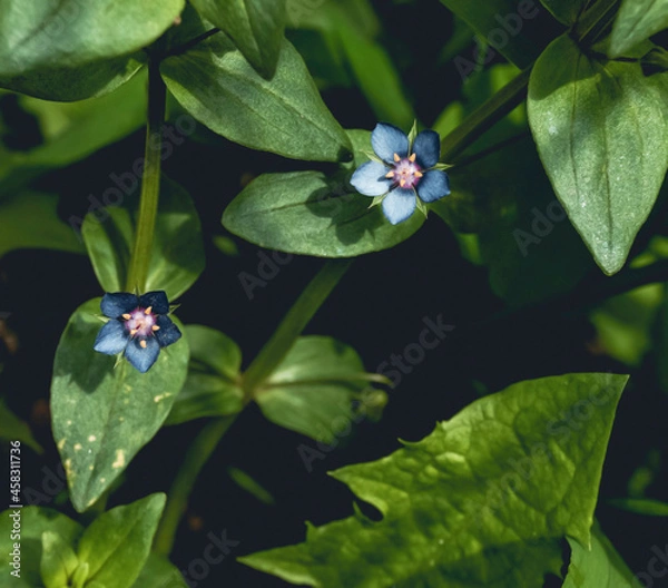 Obraz bug on a flower