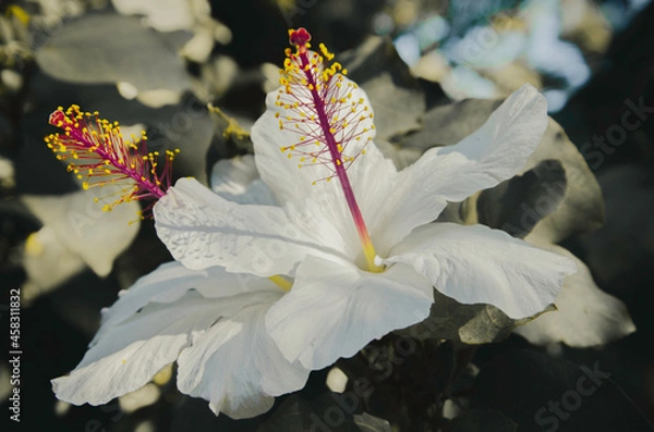 Obraz red and white flower