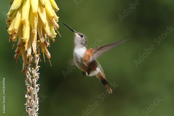 Fototapeta hummingbird in flight