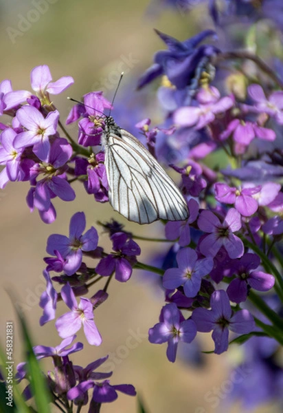 Obraz butterfly on the flower