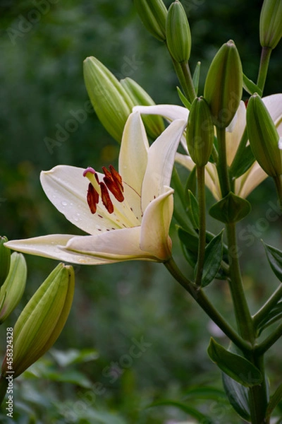 Obraz white lily flower