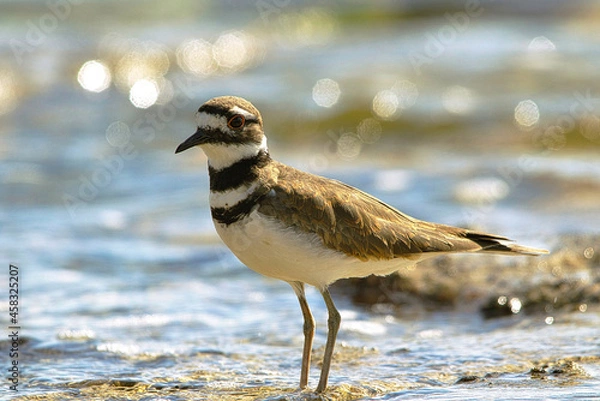 Fototapeta Killdeer, a shore bird, standing on the beach