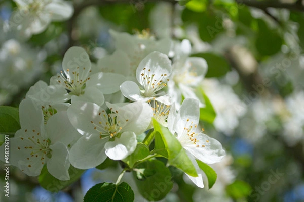 Obraz apple flower