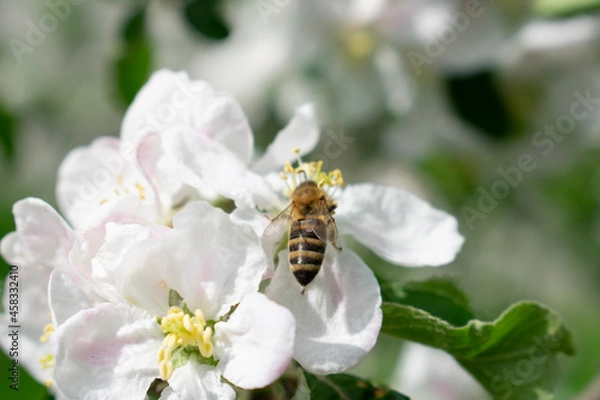 Fototapeta Blooming apple tree