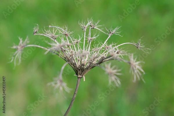 Fototapeta Dried herb