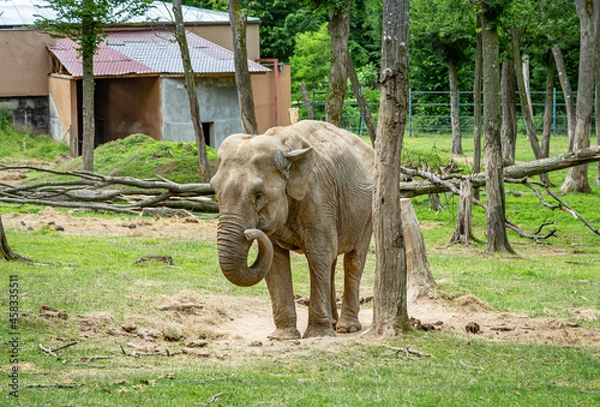 Obraz ​ 
​ African elephants at the zoo in Targu Mures, Romania