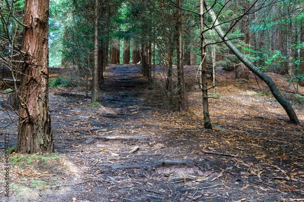 Fototapeta Secuoia forest Cabezon de la Sal
