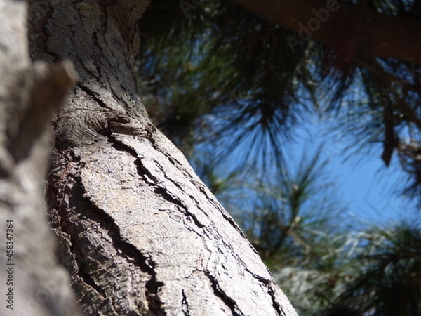 Obraz árbol en el parque