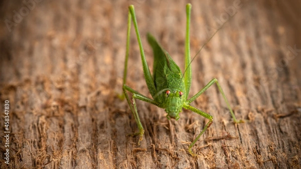 Fototapeta The green katydid sits on a woody texture background. Selective focus.
