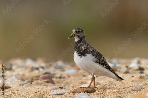 Obraz Turnstone, Arenaria interpres