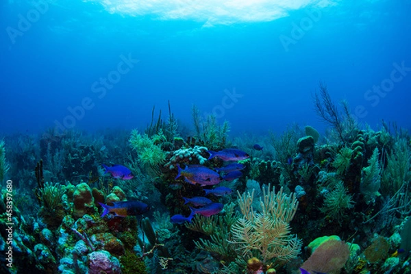 Obraz Creole wrasse on the reef
