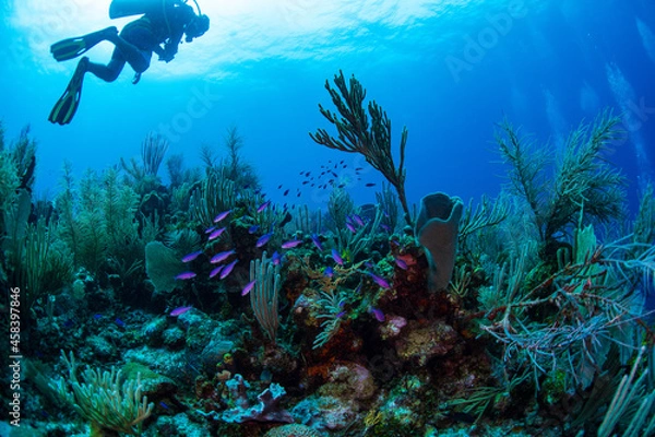 Obraz scuba diver and coral reef