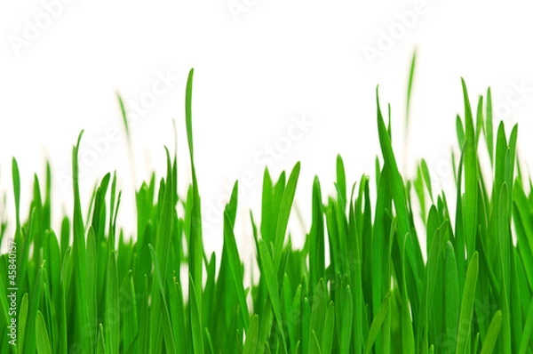 Obraz Wheat grass