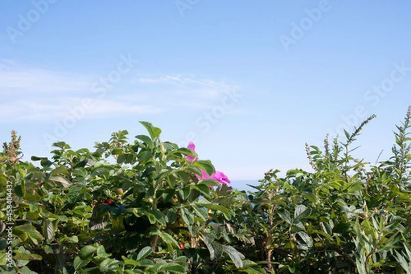 Fototapeta 初秋の北海道の道東