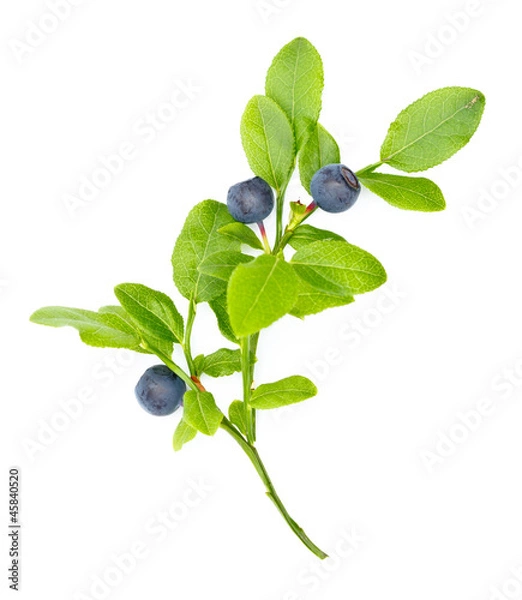 Fototapeta Ripe blueberries on twig on white background