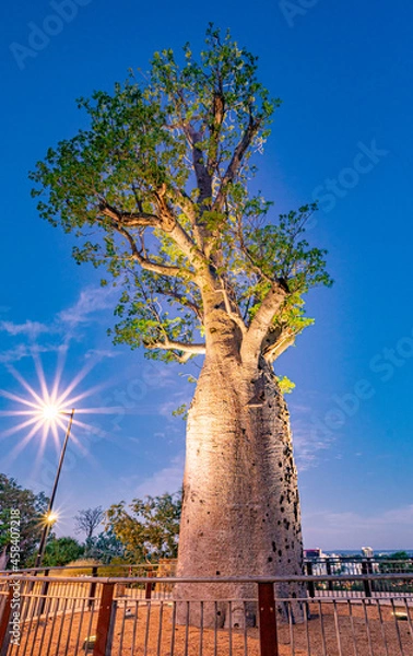 Fototapeta The 'Gija Jumulu', a 750-year-old boab tree ('Adansonia gregorii') that was transported 3200 kms to its new home in Kings Park and Botanic Garden, Perth, Western Australia