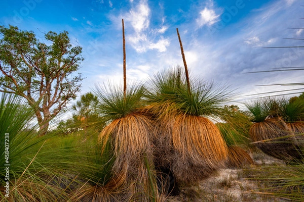 Fototapeta Xanthorrhoea preissii, known as balga, is a widespread species of perennial monocot in Southwest Australia. In Wireless Hill Park in Ardross (near Perth), Western Australia.
