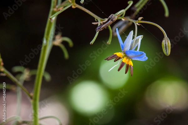Fototapeta "Dianella revoluta", known as blueberry lily, blue flax-lily, or black-anther flax-lily, a species of flowering plant in the family Asphodelaceae and is endemic to, and widespread in Australia.