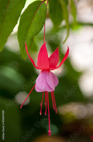 Fototapeta Red and magenta colored blooming 'Fuchsia' sp. plant growing in home garden in Adelaide Hills of South Australia
