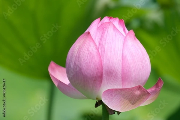 Obraz Lotus flower 