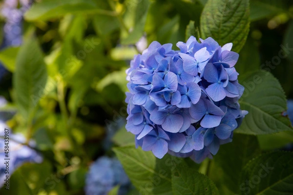 Fototapeta あじさい（紫陽花）