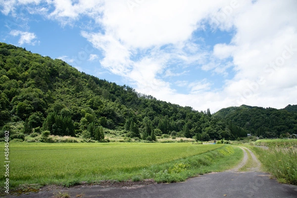 Fototapeta 夏・里山