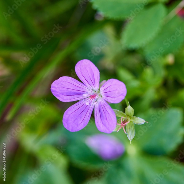 Fototapeta beautiful picture with flowers in a mountain garden