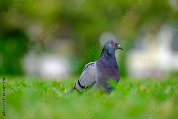 Fototapeta Close up with a single pigeon in the grass.  