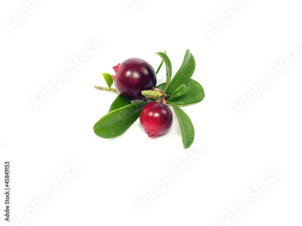 Obraz cranberries