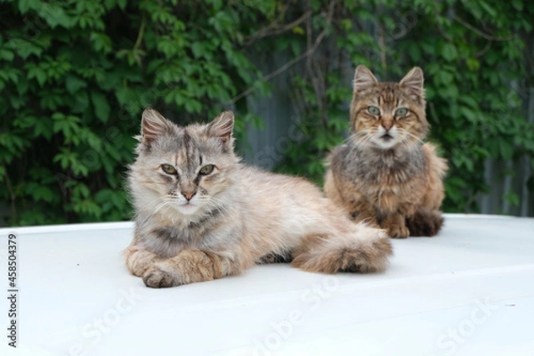 Obraz Two homeless cats closeup.
