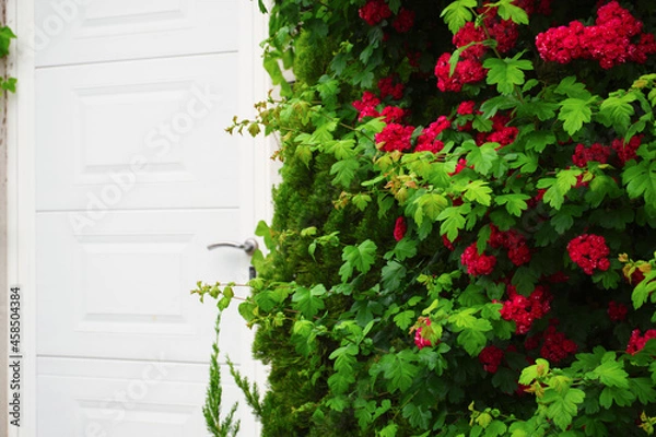 Obraz Beautiful flowers near the white gate