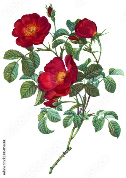 Obraz flower illustration