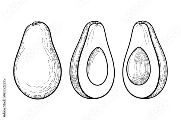 Obraz Avocado, black and white drawing. Whole avocado, cut in half avocado. Vector illustration, isolated on a white background.