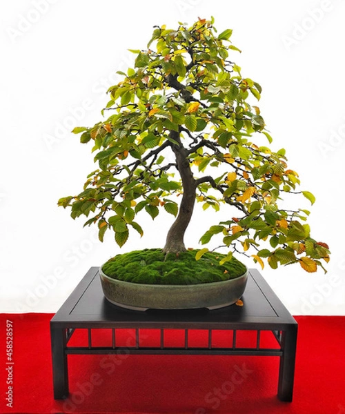 Fototapeta bonsai tree isolated on white, common hornbeam