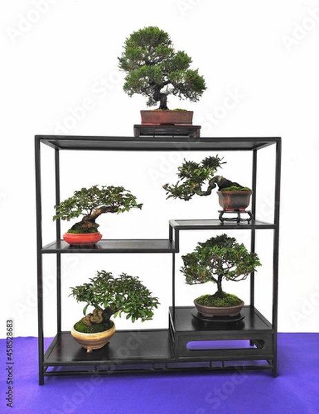Fototapeta bonsai trees in pot isolated on white background