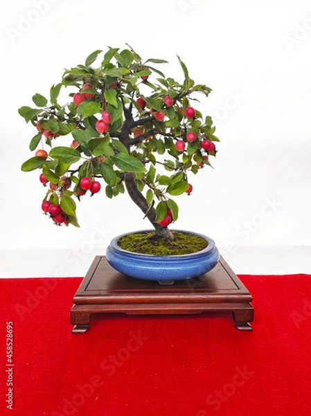 Fototapeta bonsai tree on a white background, apple tree