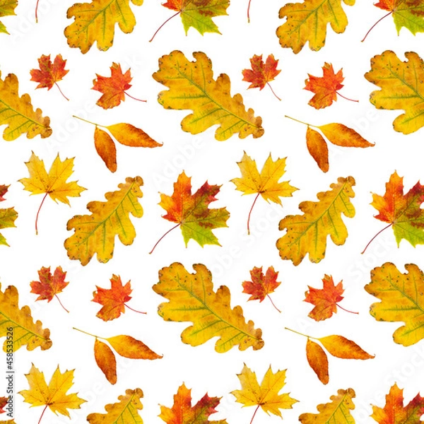 Fototapeta Seamless pattern with autumn leaves isolated on white