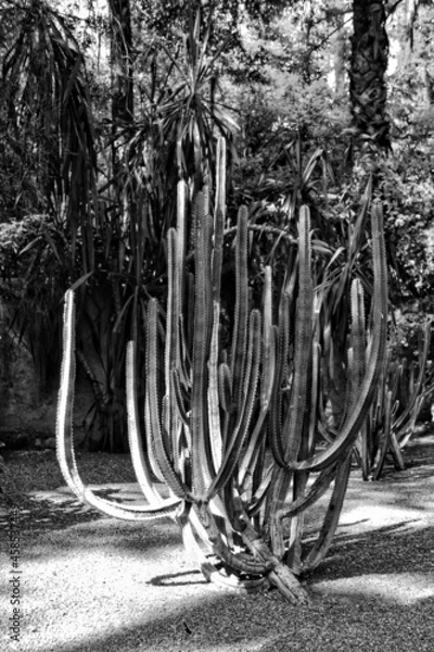 Obraz Black and white cactus 