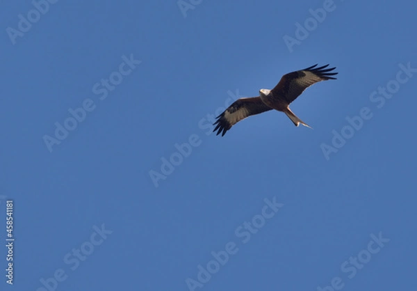 Fototapeta red kite during flight on the blue sky