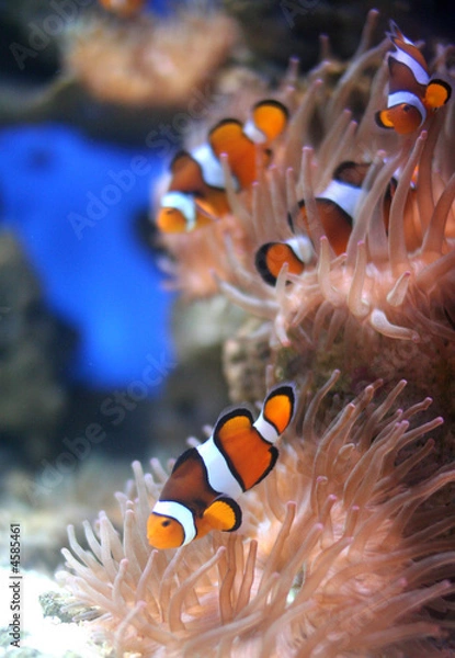 Obraz Nemo Fish