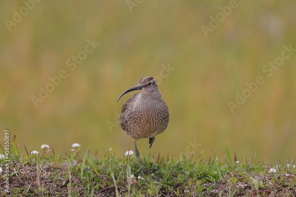 Fototapeta 片足立ちするチュウシャクシギ