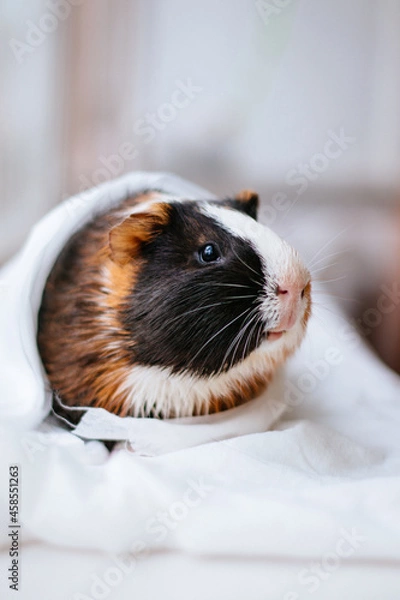 Obraz A tricolor guinea pig or Easter