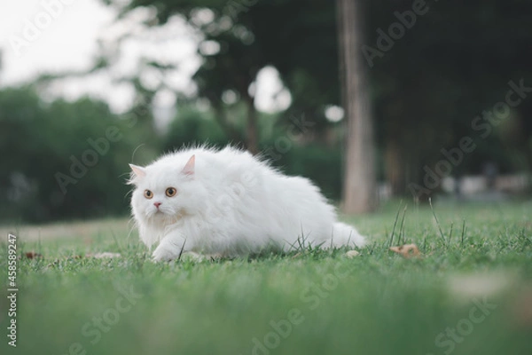 Obraz hite persian cat on grass